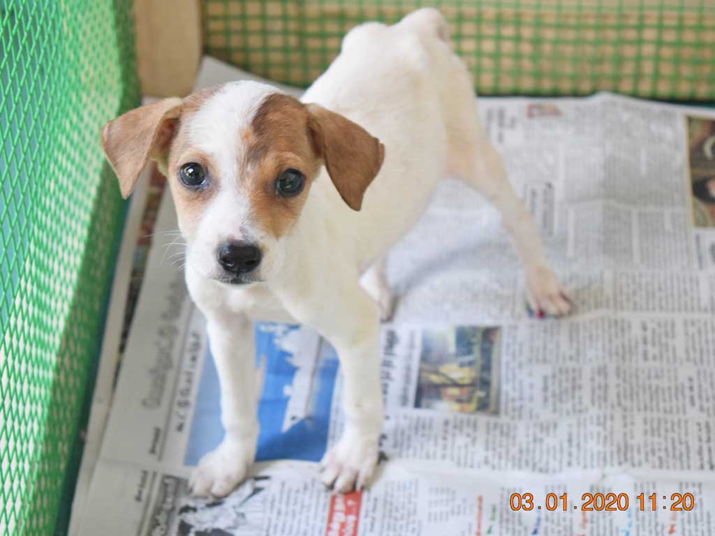 A rescued puppy recovering in an iAdopt foster home