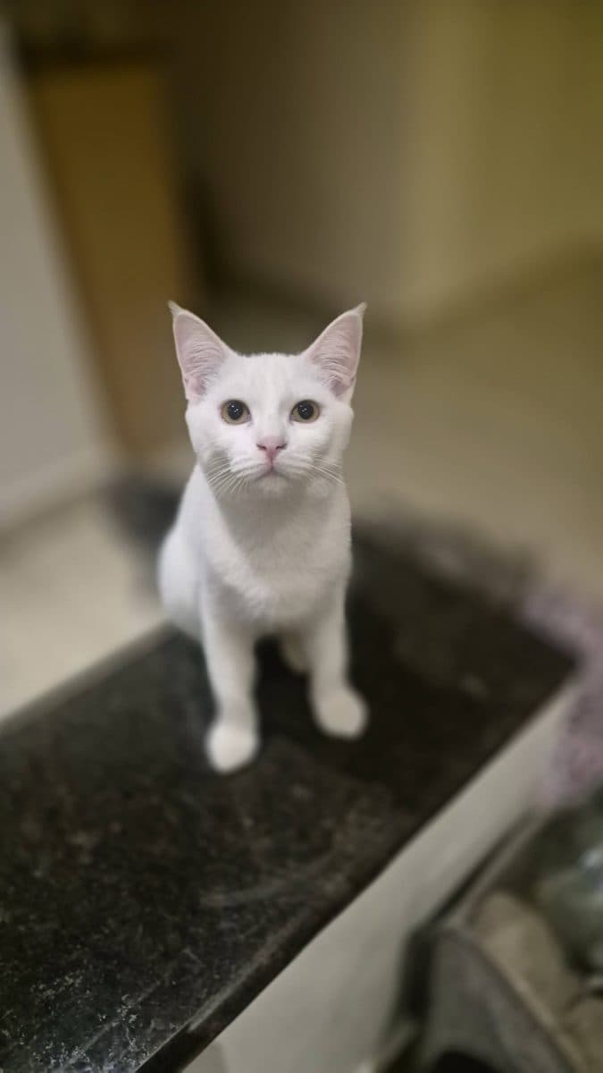 A rescued white cat