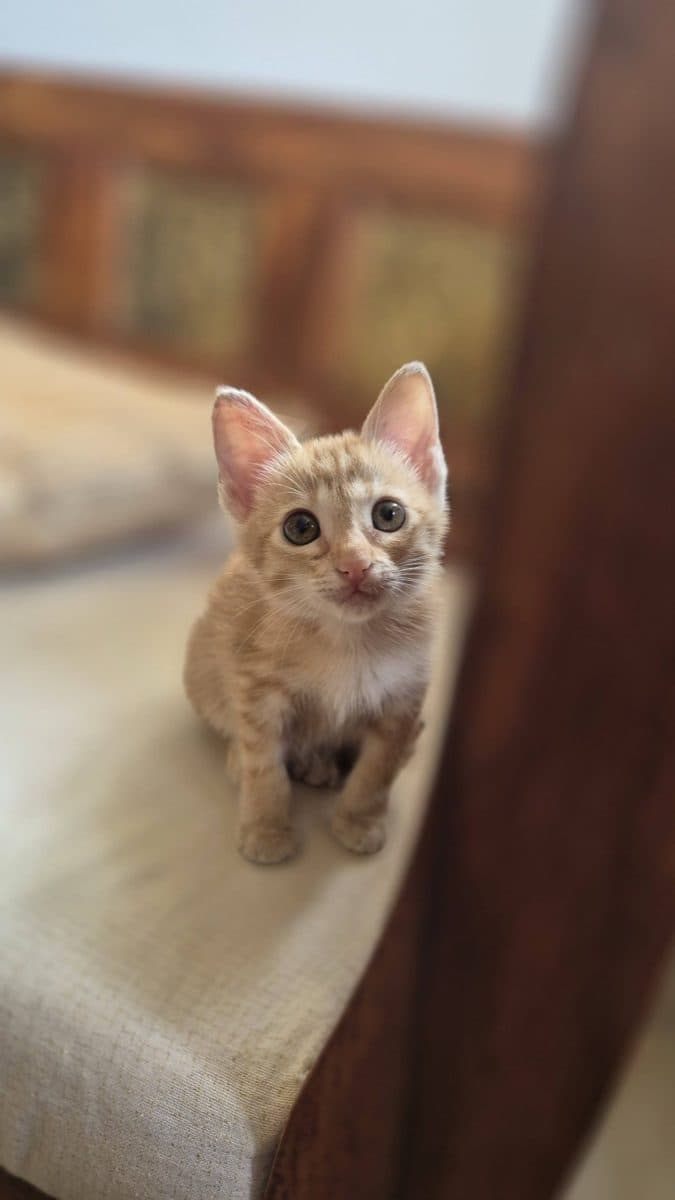 A rescued ginger kitten