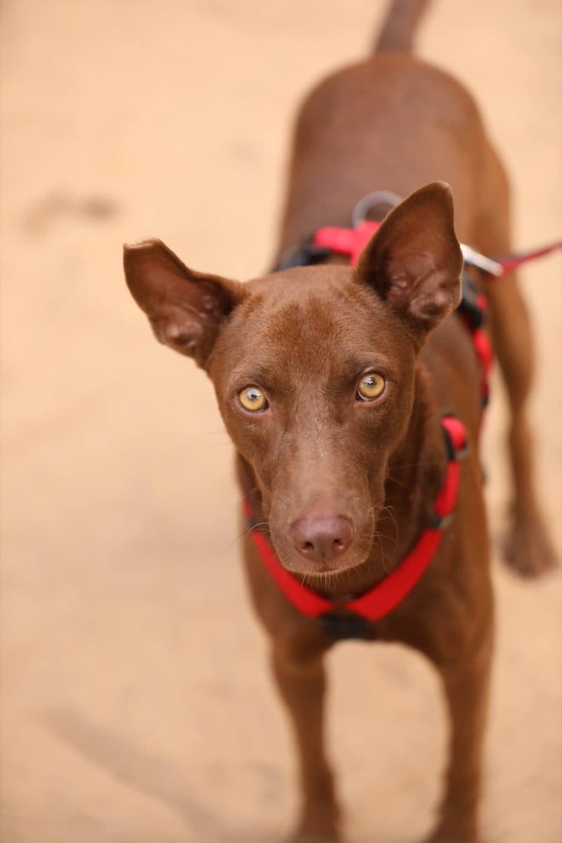 A rescued indie dog ready for adoption