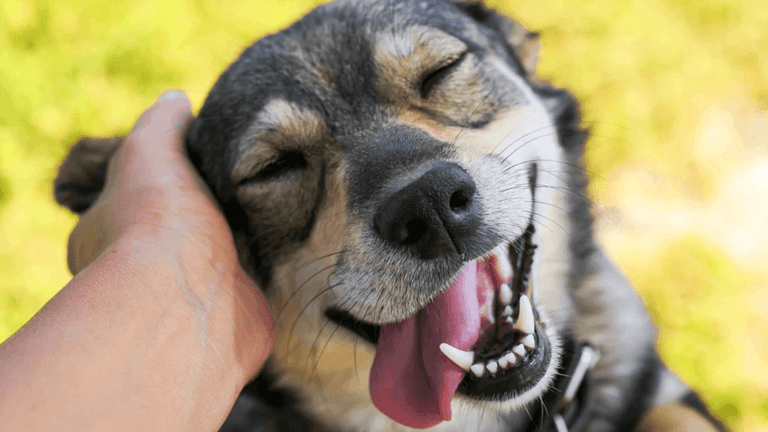 cuttest dog