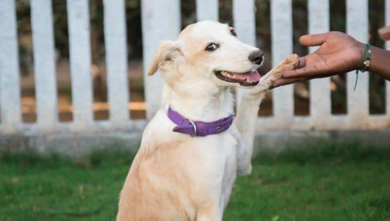 cute Dog at the garden