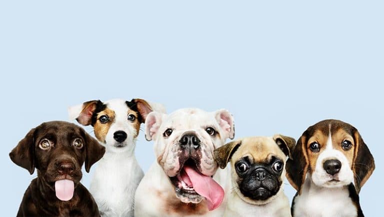 How to Choose a Dog for Yourself and Your Family