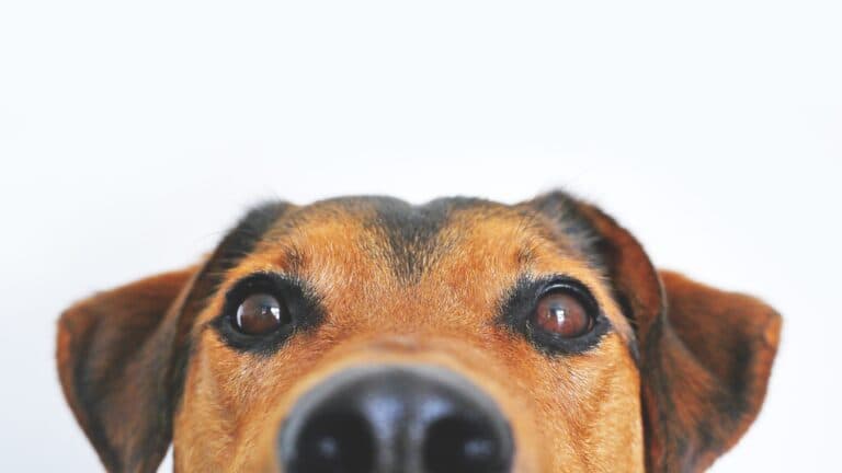 Here is Why Your Dog Smells Butts of Other Dogs