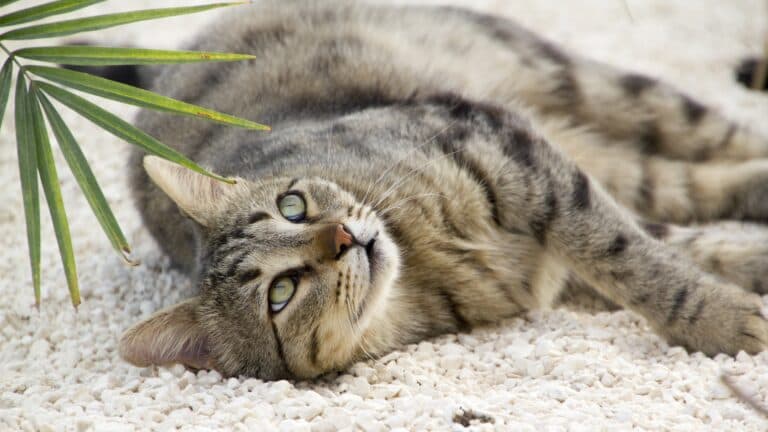 How Does Fostering Save the Lives of Animals?