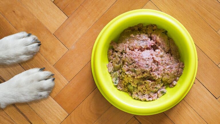 What Will Happen if I Don't Give Meat to My Dog?