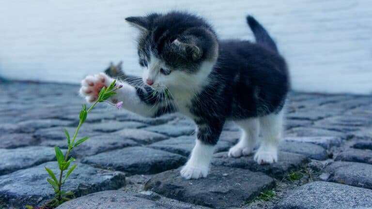 How to Keep Your Cat Happy
