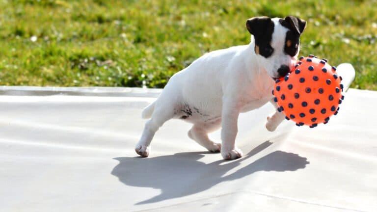How to Stop Your Pup from Biting You