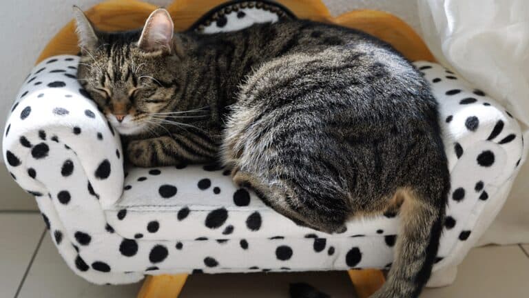Why You Must Buy a Thermometer for Your Pet