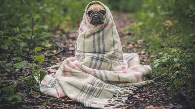 All About Tick Fever in Dogs