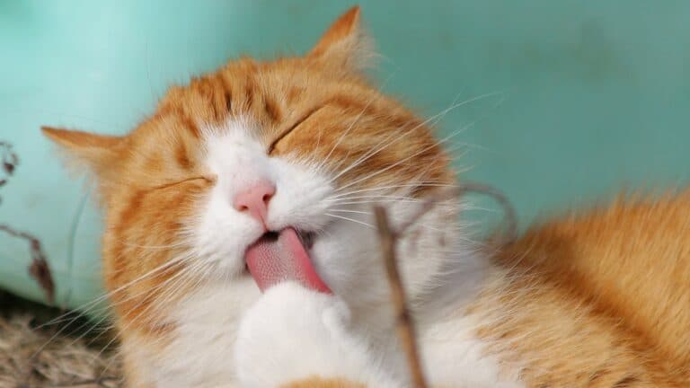 Top 10 Myths About Cat Diet