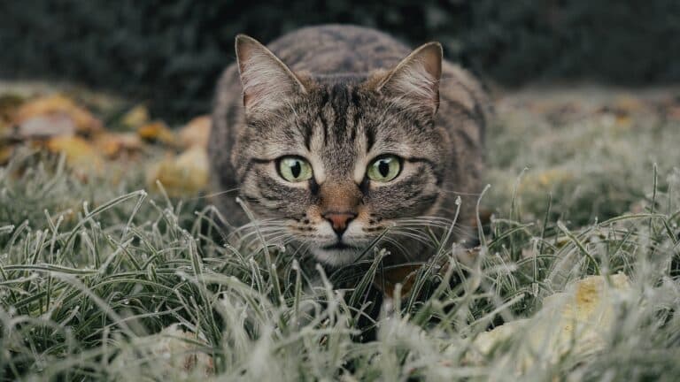 The Pros and Cons of Catnip