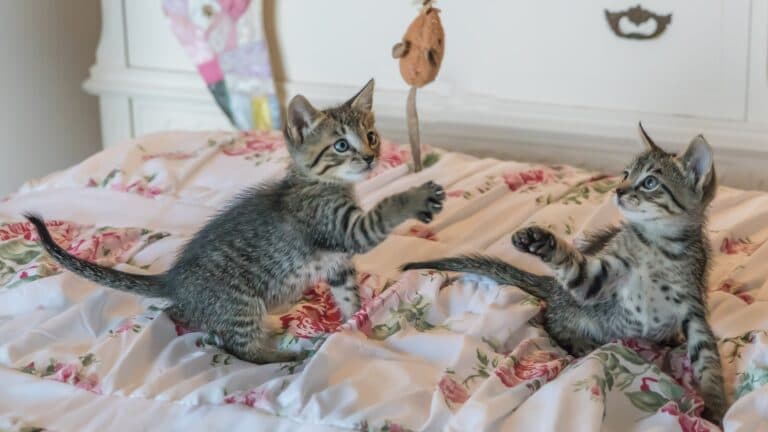 A Quick Guide on Cat-Proofing Your Home