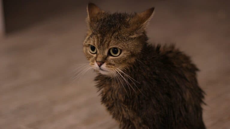wet cat