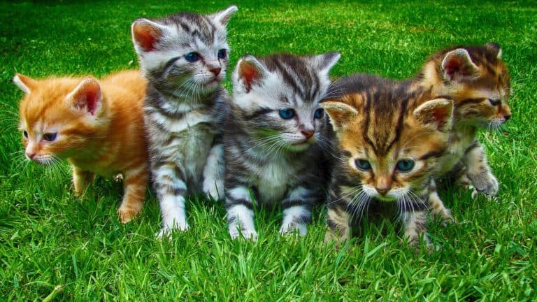 Hidden Meanings Behind Different Cat Fur Coat Colours