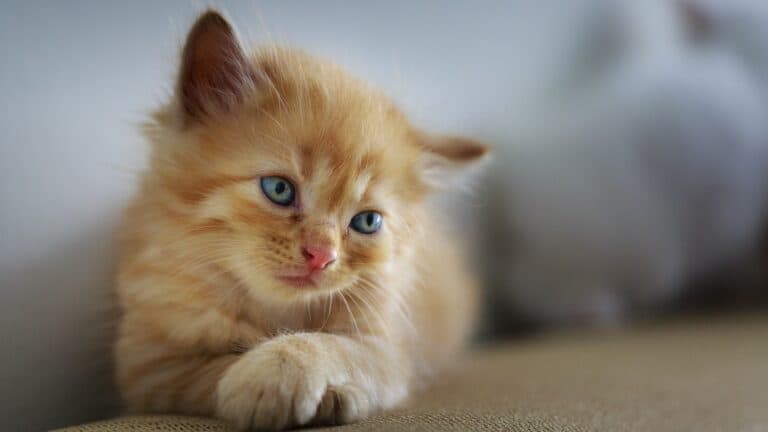 ginger cat good mental health