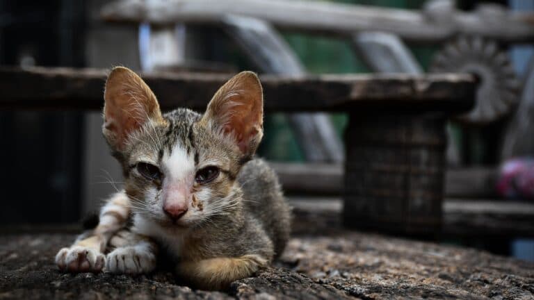 sad and thin kitten