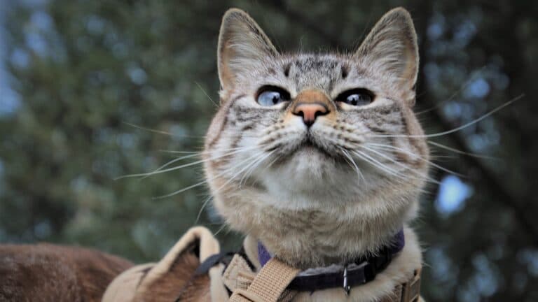 confident cat