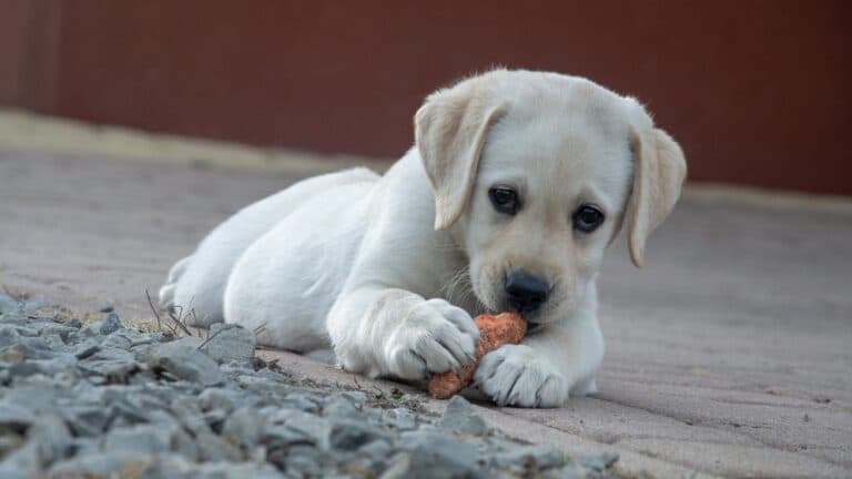 fawn puppy dog with orange carrot on the floow