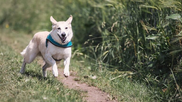 white dog running on a muddy road surrounded by tall green grass