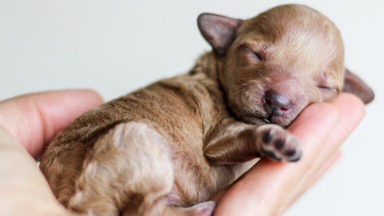 Did You Know About National Puppy Day?