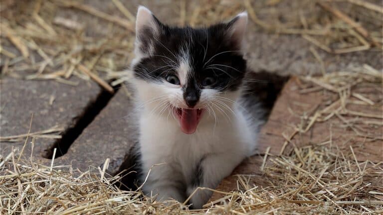 Here's How You Might Be Enabling Bad Behaviours in Your Cat!