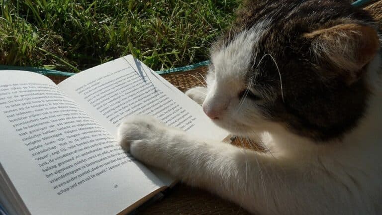 How Can You Train Cats? – A Quick Guide
