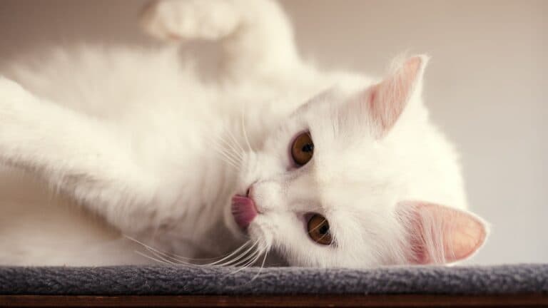 indoor pet white cat lying down and licking nose