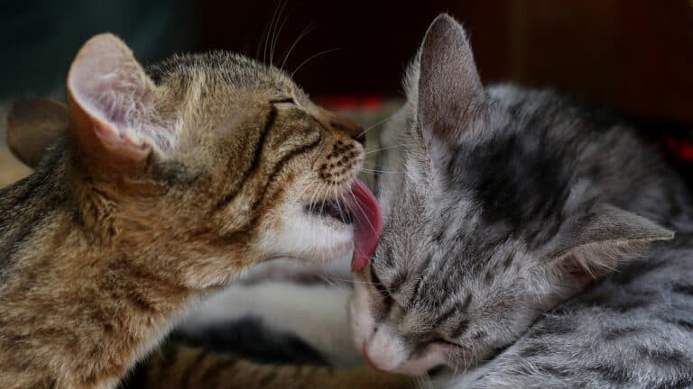 One tabby cat licking another grey tabby cat