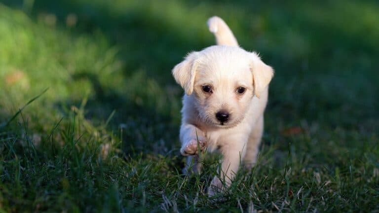 cute puppy walking on green grass
