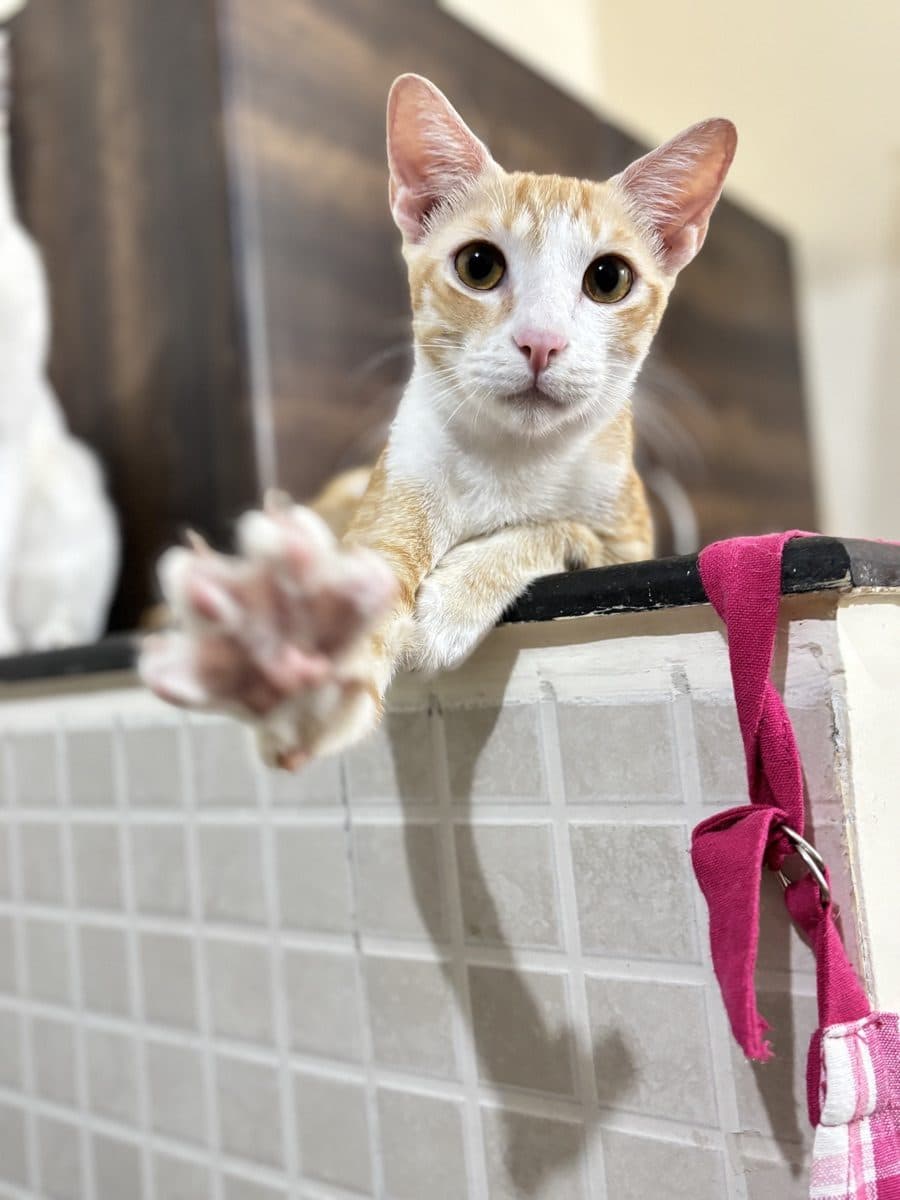 Chef, a rescue rehomed through iAdopt