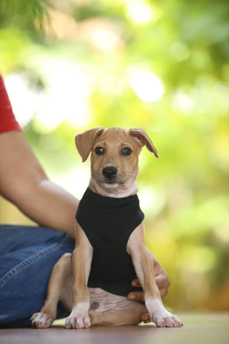 Oxley, a rescue rehomed through iAdopt