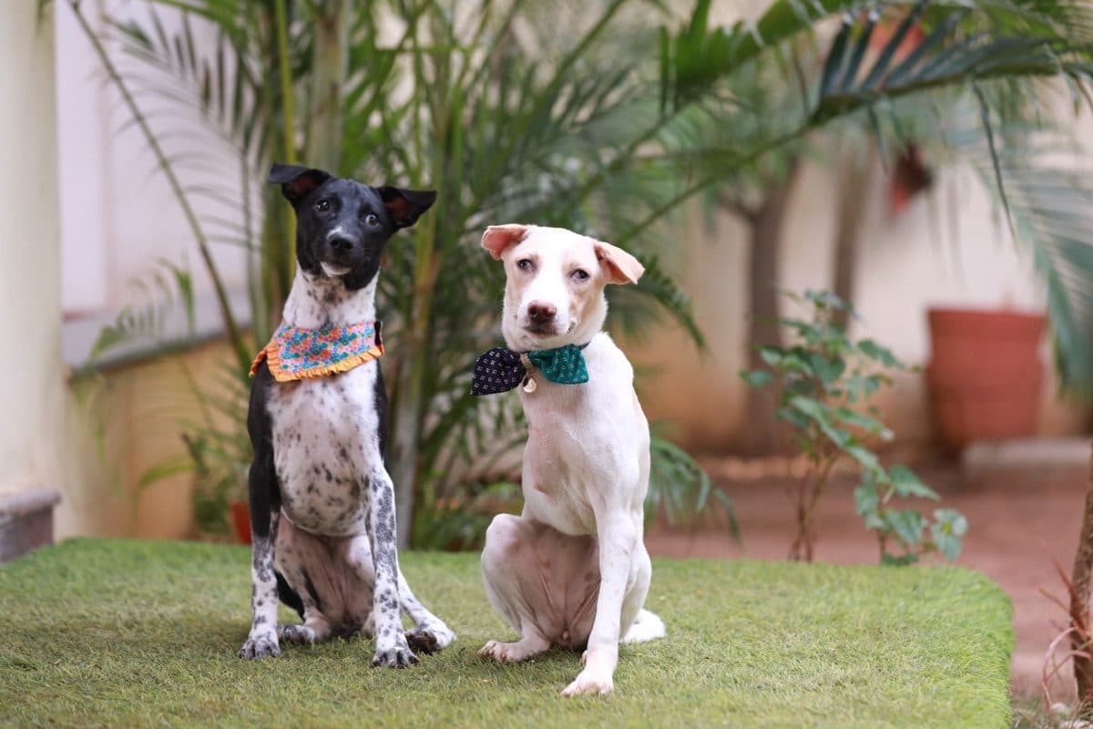 Pearl & Sparkle, a rescue rehomed through iAdopt