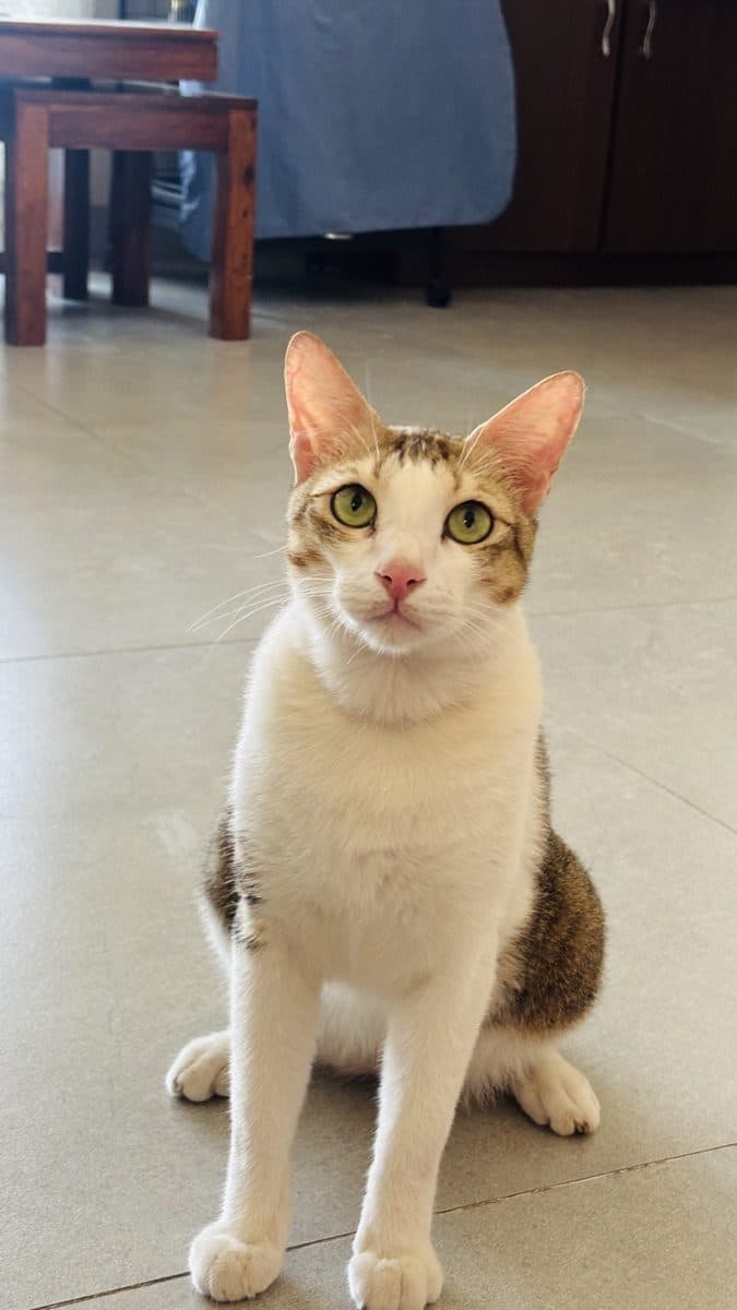 Romeo, a rescue rehomed through iAdopt