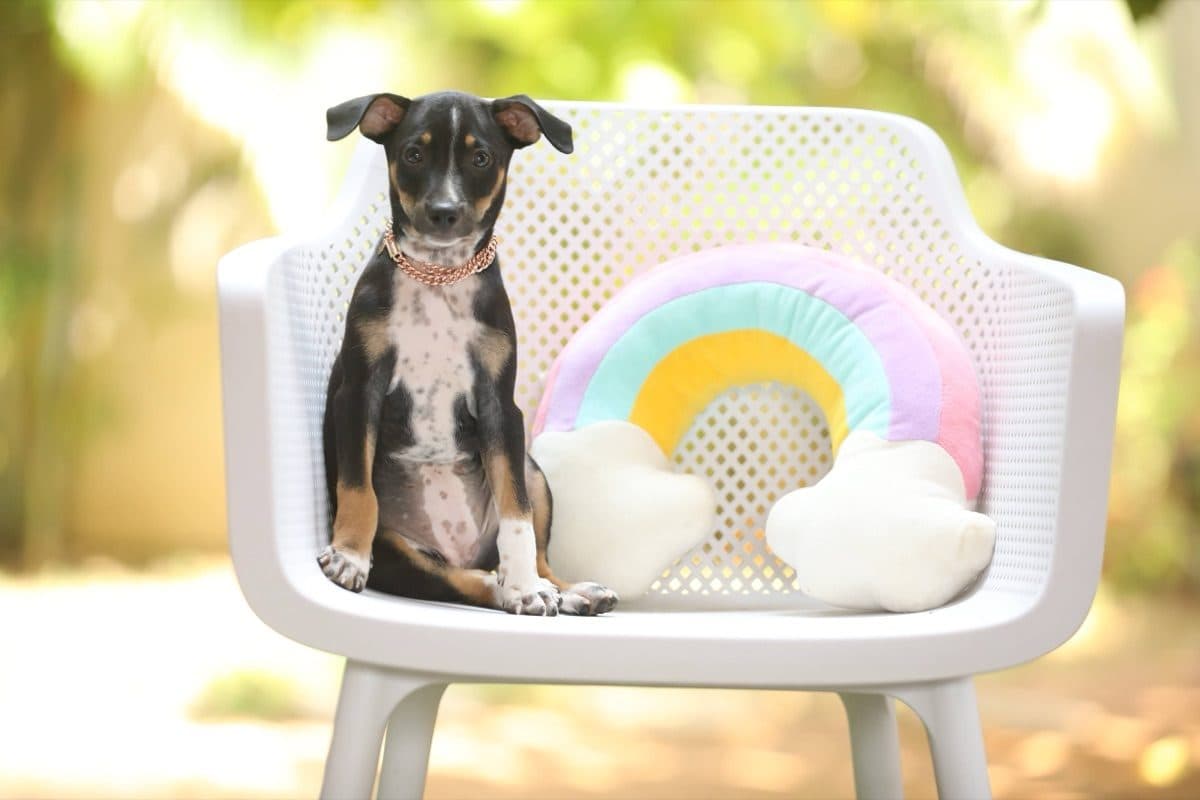 Zari, a rescue rehomed through iAdopt