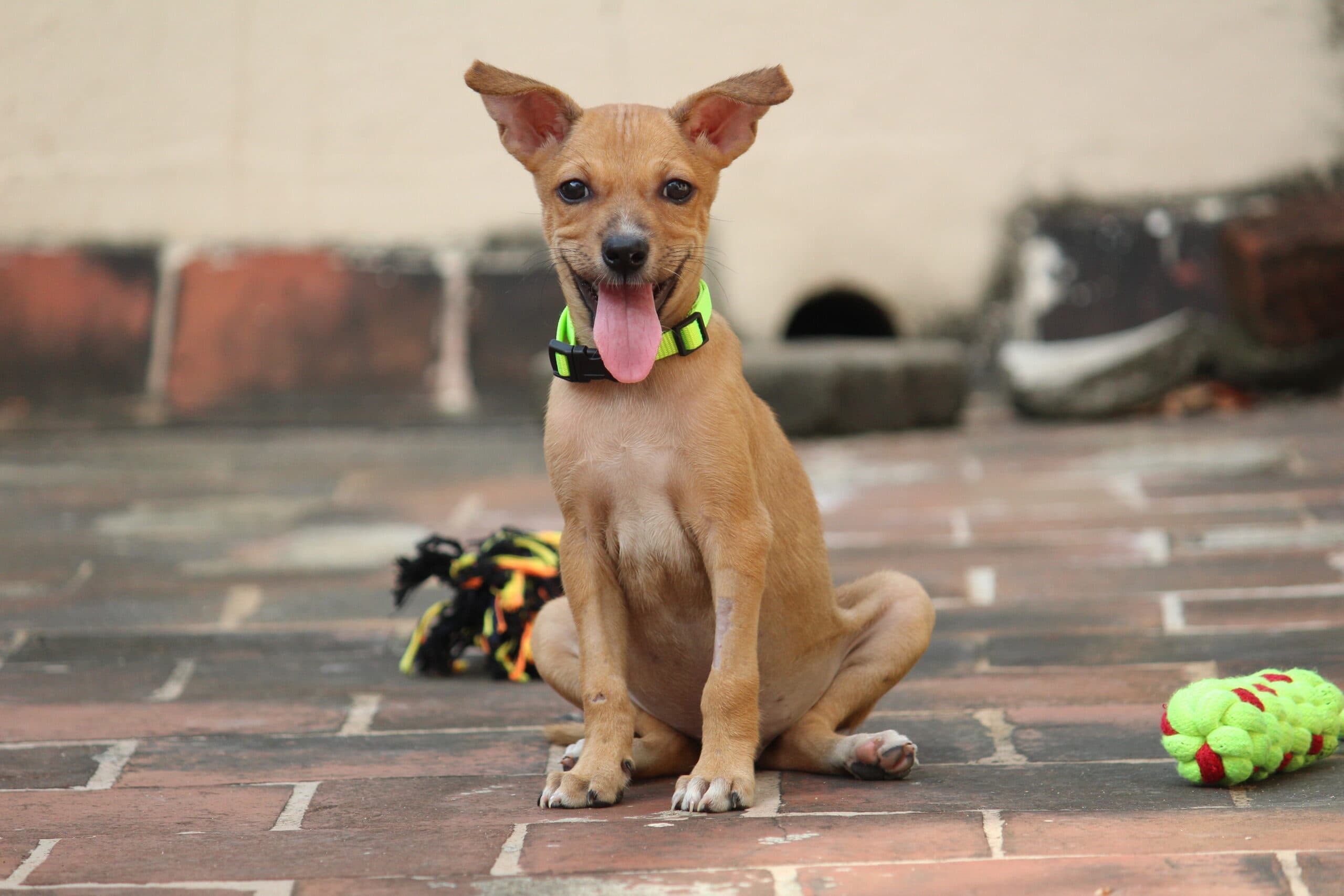 A healthy rescued indie puppy ready for adoption through iAdopt